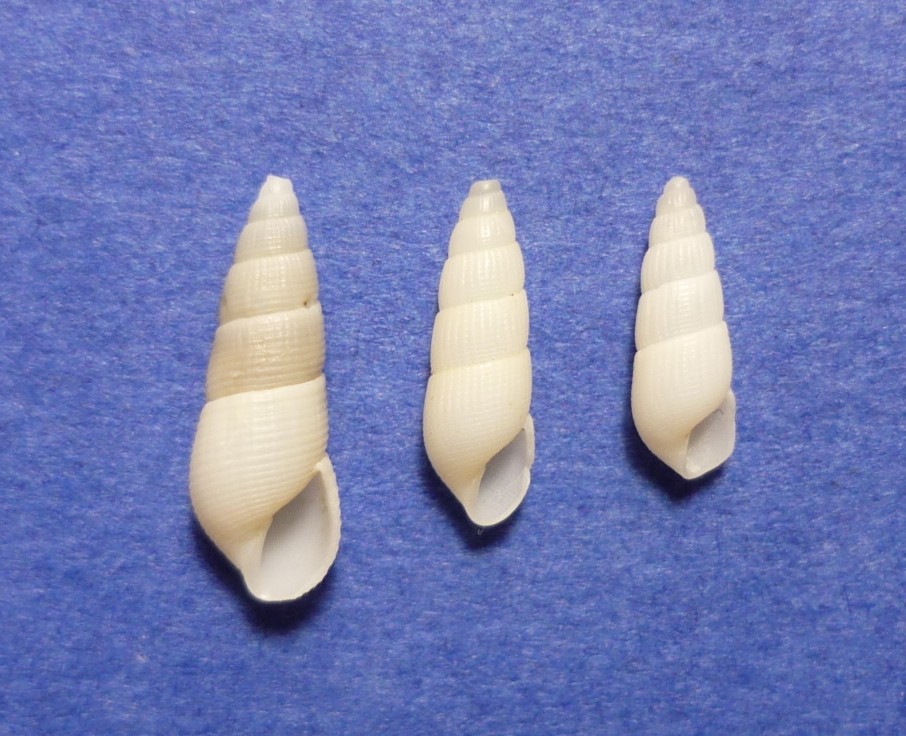 Euparthenia bulinea?